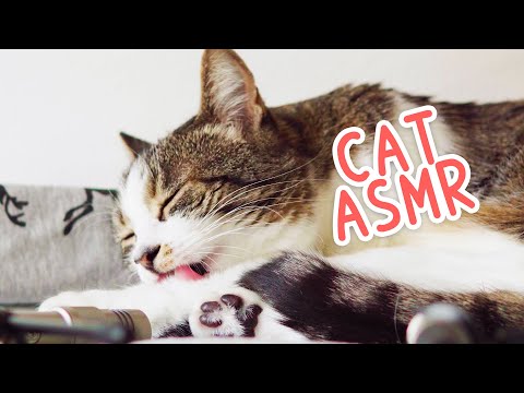 🎧 ASMR Cat Grooming #89 (Intense fur chewing)