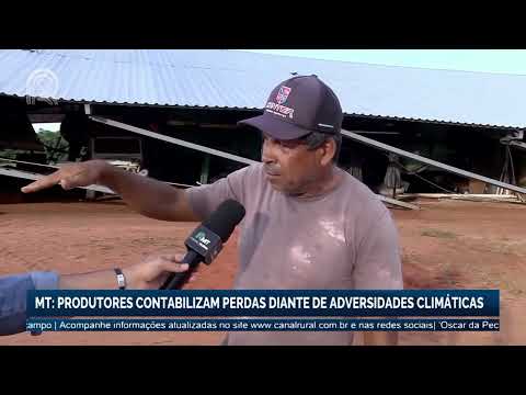 Mato Grosso: produtores contabilizam perdas diante de adversidades climáticas | Canal Rural