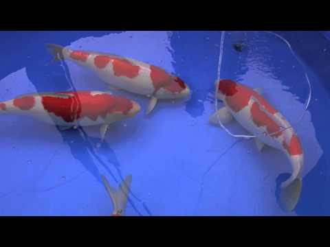 Nogyosai 2010 Koi Show