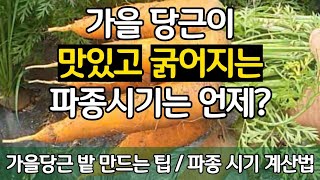 가을 당근이 맛있고 더 굵어지는 파종 시기는 언제? 가을당근 밭 만드는 팁 / 파종 시기 계산법