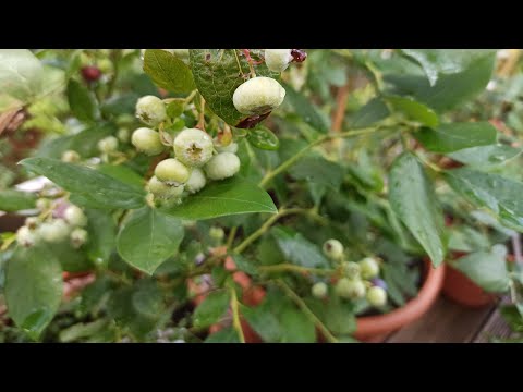 Die Wahrheit über die Topfkultur von Heidelbeeren: Vor- und Nachteile aufgedeckt