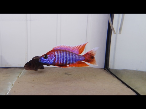 Watch Video on YouTube