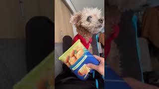 【しゃくれ犬クレール】 ものの数秒でおもちゃへの興味を失うトイプードル 【犬の日常】