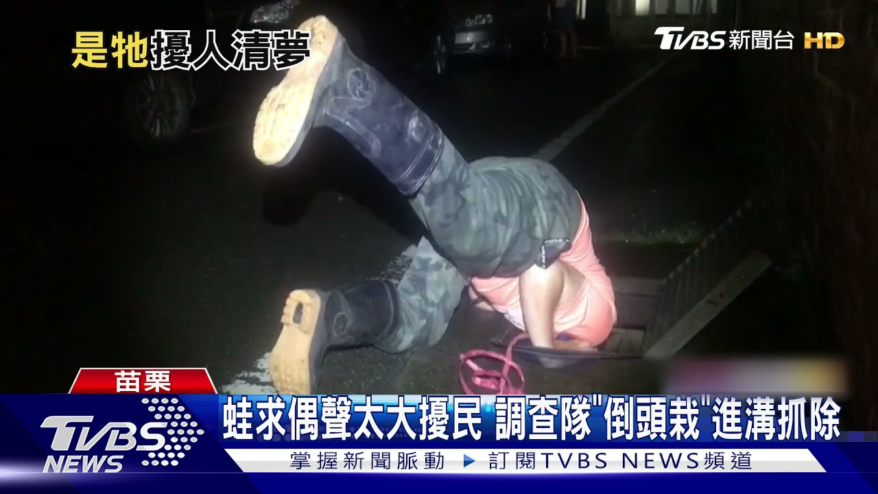 蛙求偶聲太大擾民　調查隊「倒頭栽」進溝抓除