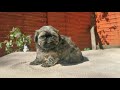 Havanese puppy for sale