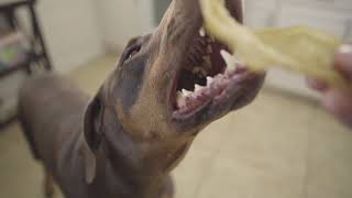 Download lagu ASMR Doberman chewing on Water Buffalo Ears mp3 Download lagu ASMR Doberman chewing on Water Buffalo Ears mp3