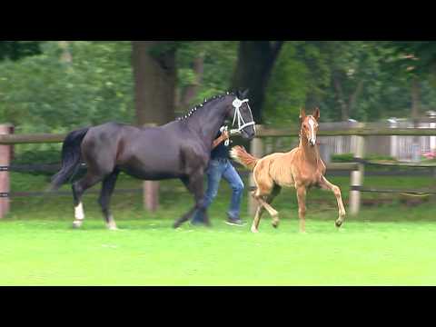 Röpkes, Fürsten-Look-Rotspon-Aarking xx