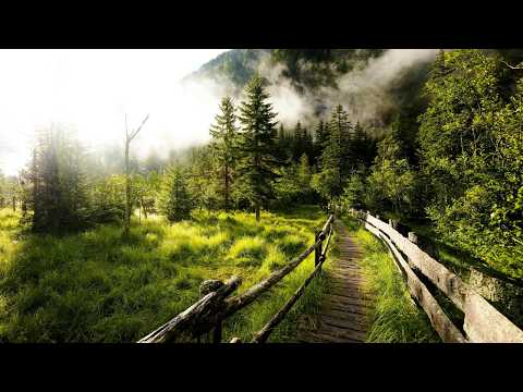 Bicycles - Scandinavianz