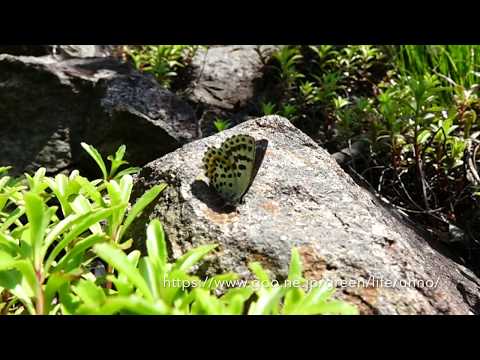 ジョウザンシジミの飛翔