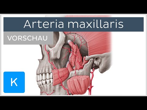 Arteria maxillaris (Vorschau) - Anatomie des Menschen | Kenhub