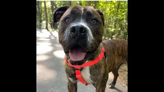 Video preview image #1 Mutt Puppy For Sale in Virginia Beach, VA, USA