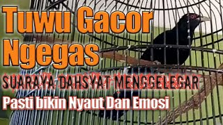Download lagu Suara Keras BURUNG TUWU Pasti Bikin Nyaut dan Ikut Emosi | Song of Asian Koel mp3