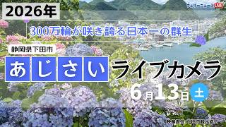 【LIVE】あじさいライブカメラ2026＠下田公園〜伊豆下田温泉あじさい祭〜｜2026年6月13日(土) #あじさい #紫陽花