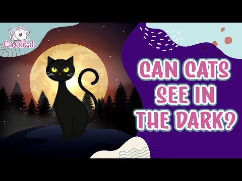 Can Cats See In The Dark? 😼 | Facts & Science Behind Cat Vision 🐾