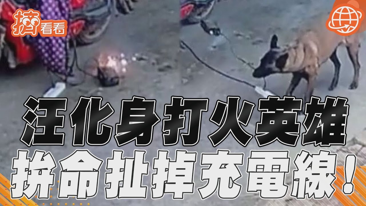 影音/超聰明!牧羊犬扯掉充電線 化身打火英雄幫飼主擋火燒厝