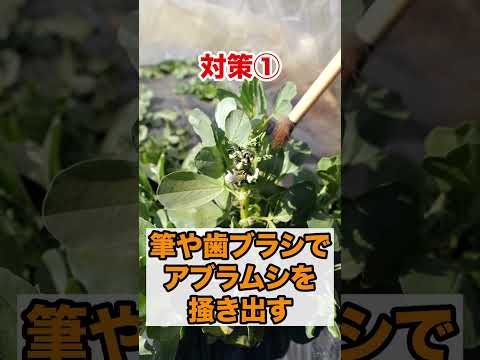 灰色のキャベツのアブラムシは有害ですか?すぐに駆除できますか?  庭園