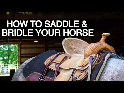 horse accessories