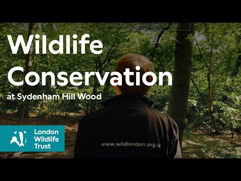 Wildlife conservation at Sydenham Hill Wood in London, with London Wildlife Trust