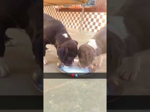 Pakistani buli 🐾🐕‍🦺#dog #doglover #trend #viral #trending #gulzar #like