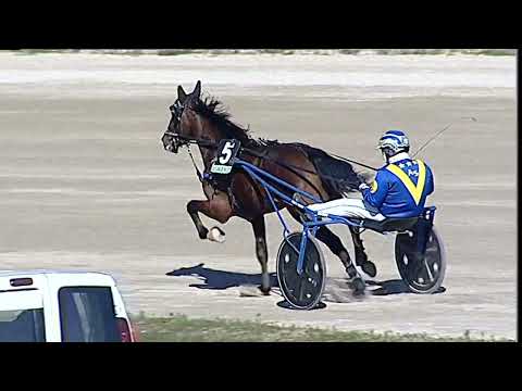 Napoli Trotto 31/01/2023 - 1ª corsa