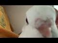 Pigeon cooing directly into your face (pigeon sounds)
