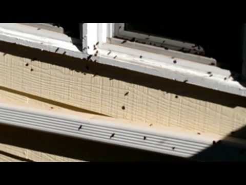 How To Control Box Elder Bugs !