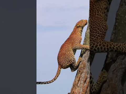 leopard climbing tree #wildanimals #leopard