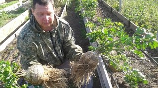 Смотреть онлайн Огородничество: как вырастить корневой сельдерей