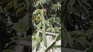 Frankie's Red popping buds May 9, 2026