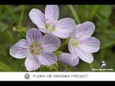 Flora of Virginia Video