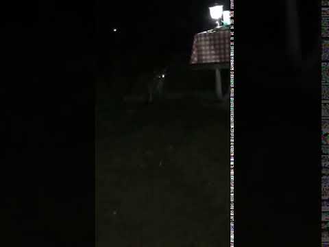 Aggressive raccoons Feb. 2016