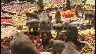 Brent Madden filming for National Geographic: Thailand, Lop Buri: Monkey Food Fight Party Festival