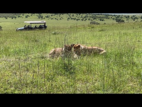 Up close and personal with lions fighting over their food Kenya Safari
