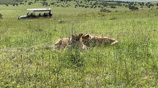 Up close and personal with lions fighting over their food Kenya Safari