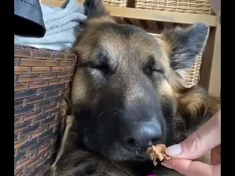 doggo waking up to his favourite food