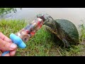 Turtles Love Popsicles!