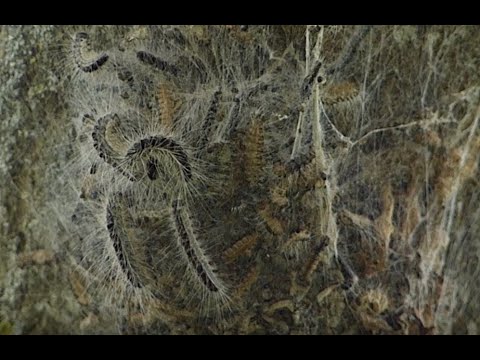 Förster Klaus - Waldgruß #29 - Eichenprozessionsspinner