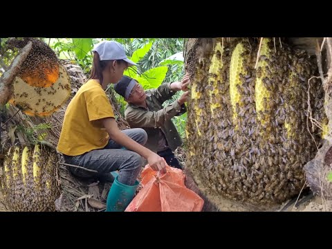 Spray video of the process of exploiting forest honey living with nature