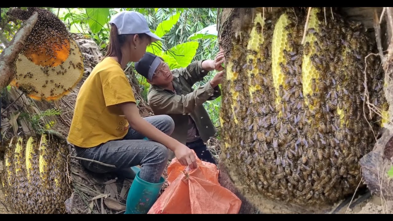 Spray video of the process of exploiting forest honey living with nature
