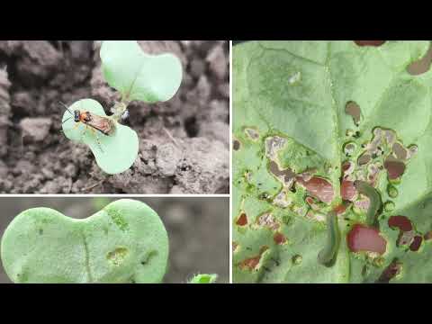 AGRO PREPORUKA - Saveti pred predstojeću setvu uljane repice