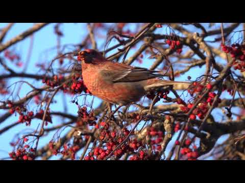 Tallbit (Pine Grosbeak) i Gubbängen 1/2 [2020-01-04]