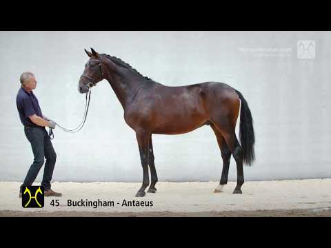 , title : 'Hanoverian Stallion Licensing 2018- No. 45 Stallion by Buckingham - Antaeus'