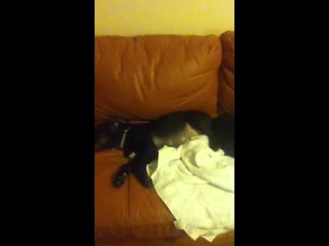 Dog dancing while sleeping.