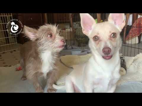 Duncan, an adoptable Chihuahua Mix in Coachella, CA_image-1