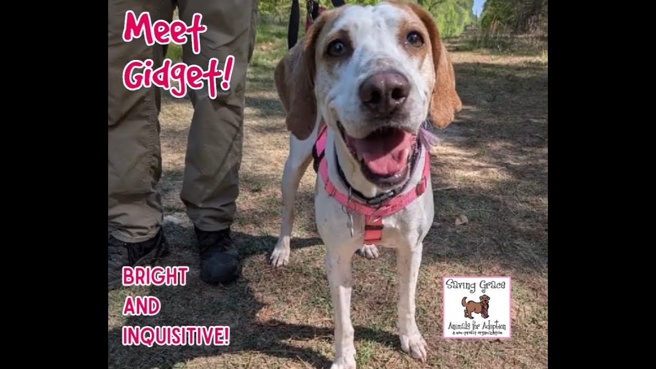 Enlarge Gidget, a Adoptable Hound in Wake Forest, NC video 6/6