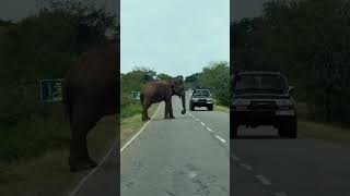 What happens when a wild elephant stops your car #traveltips #srilanka #wildlife