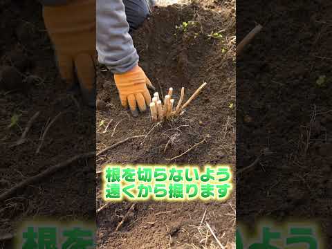 園芸 ピレネーオルニソゲール、食用アスパラガス