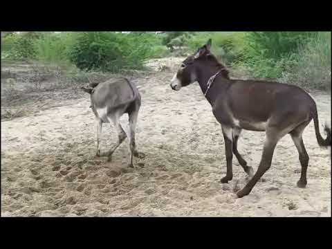  Two gadeh going and fighting @AnimalsofLover 