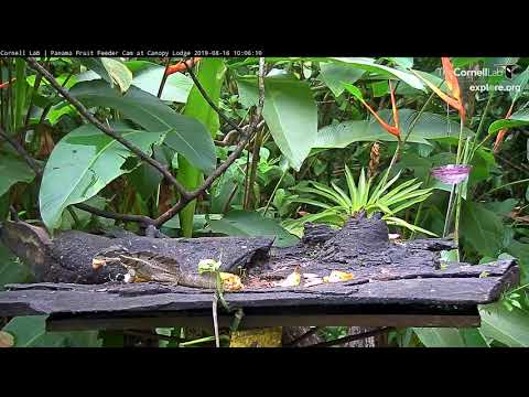 Common Basilisk Takes Food From Variegated Squirrel – Aug 16, 2019
