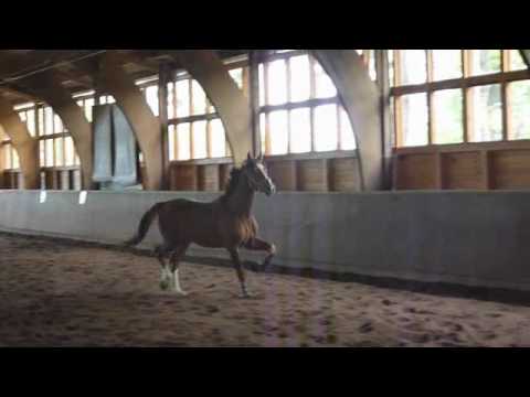 www.reitschule-sandbrink.de 2 year old stallions and mares Dressage